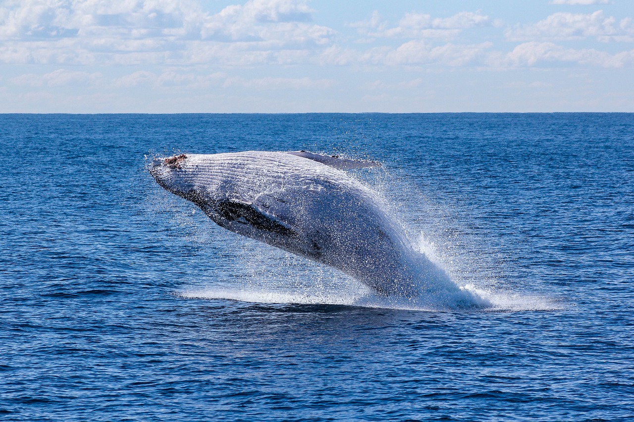 The Ultimate Guide to Whale Watching in the Pacific Northwest